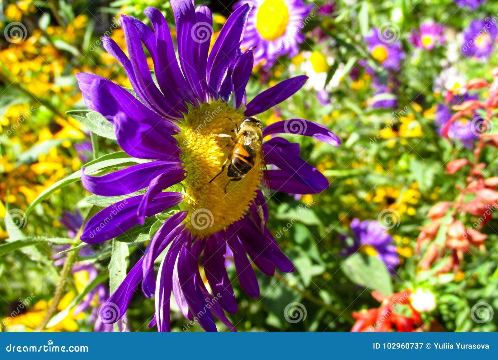honey bee on a beautiful flower stock image - image of background