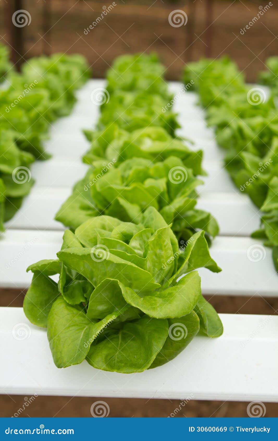 Hydroponic vegetable farm stock image. Image of harvest ...