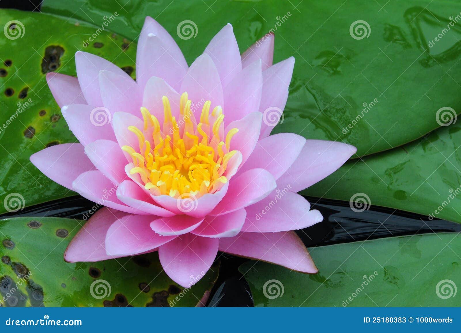 indian lotus (nelumbo nucifera) stock image - image of beauty