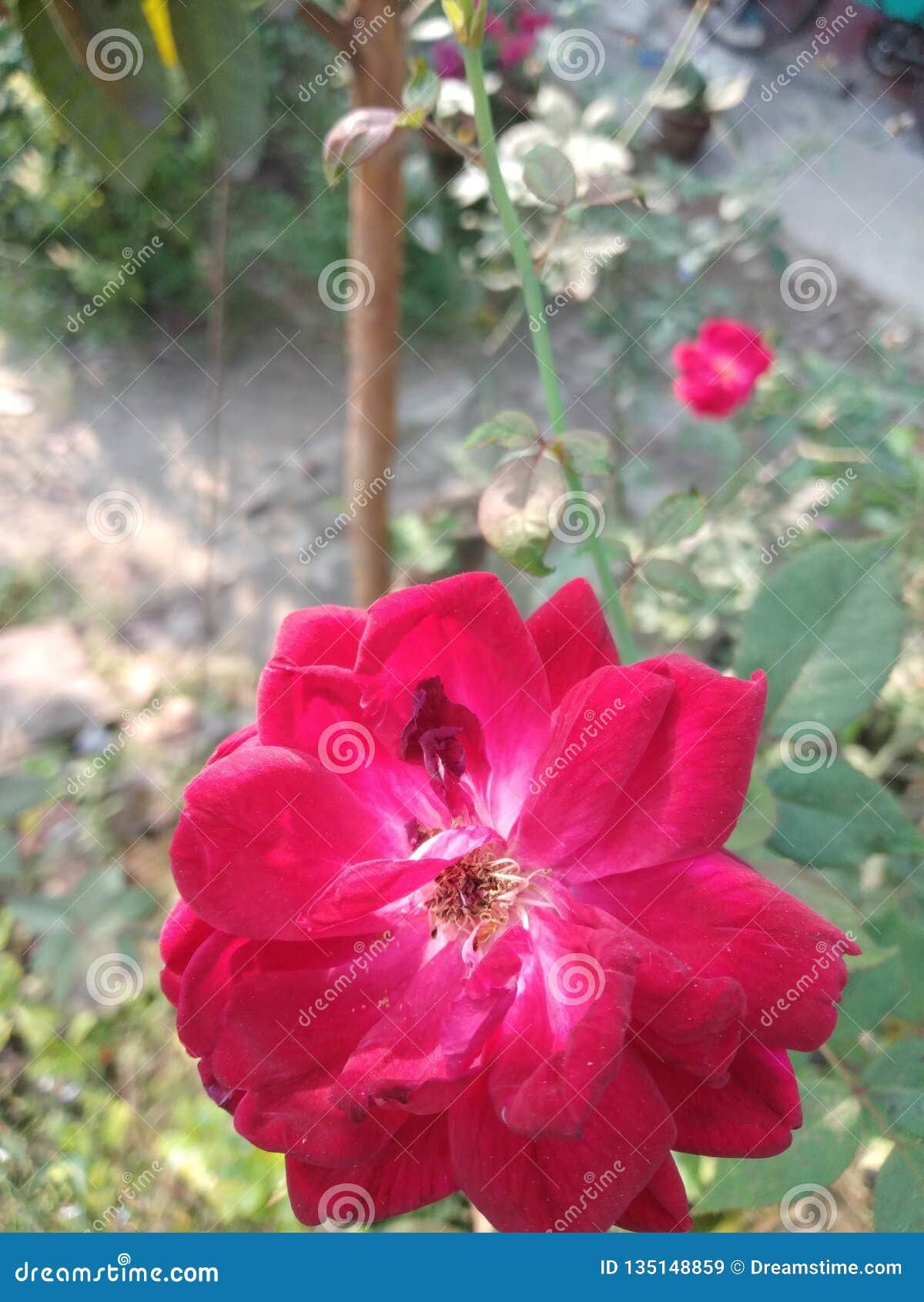 light red rose in my garden tree it is the best flower in india
