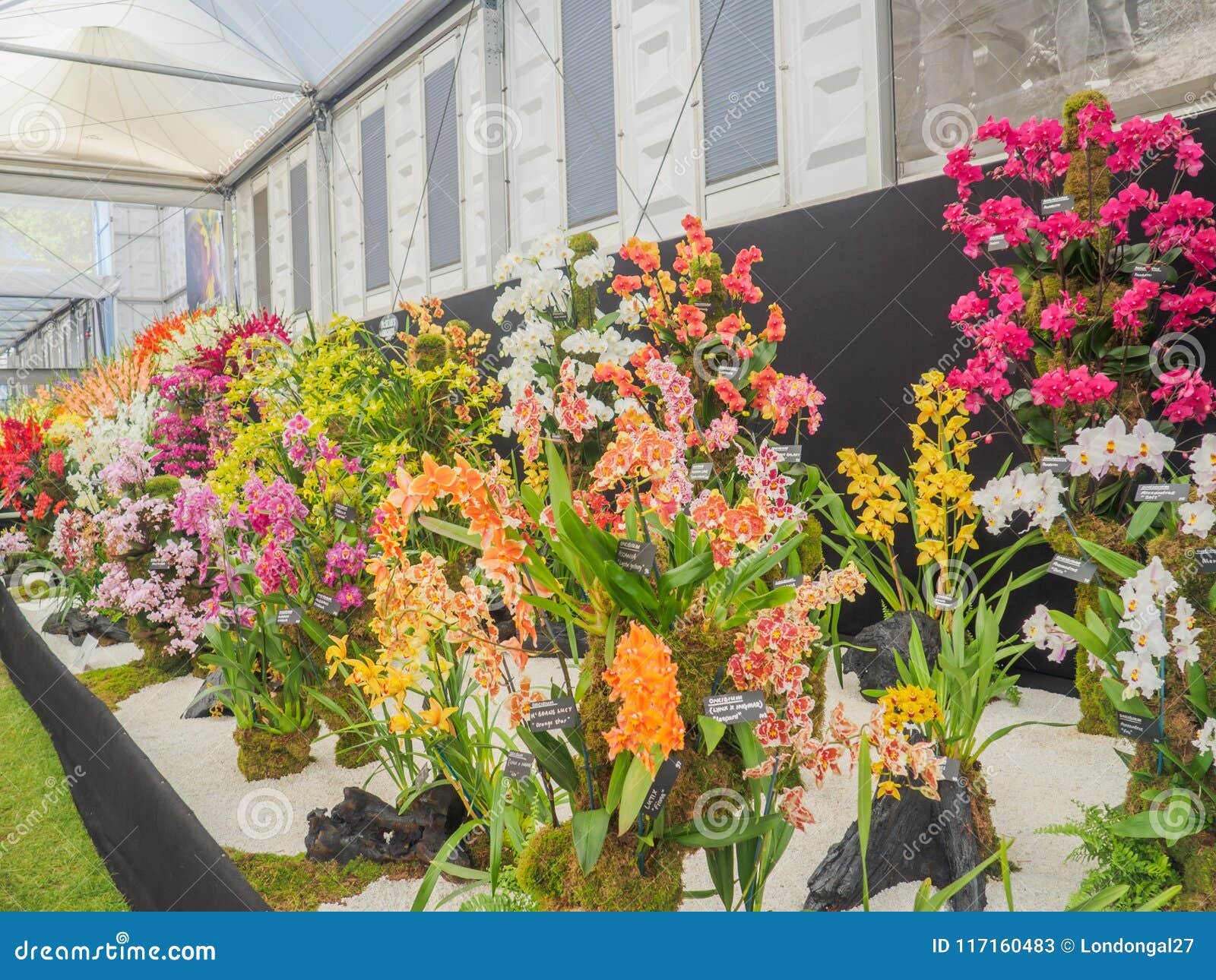 rhs chelsea flower show 2017. variegated orchids display. editorial