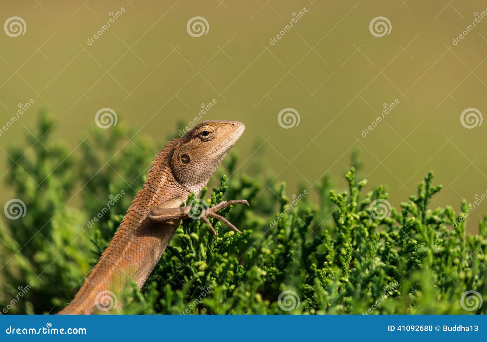 oriental garden lizard (chameleon) stock photo - image of