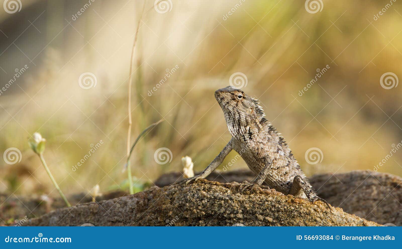 oriental garden lizard in pottuvil, sri lanka stock photo