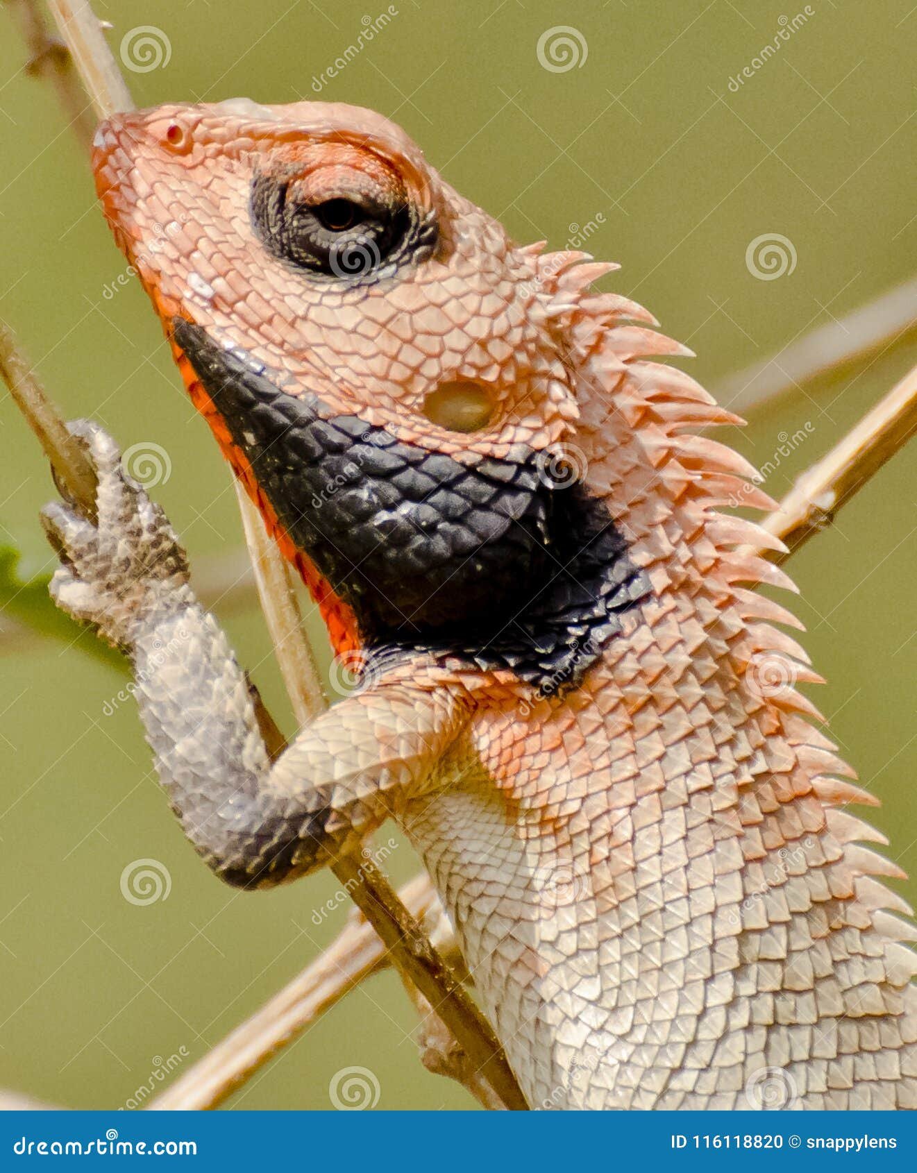 an oriental golden lizard stock photo. image of lizard