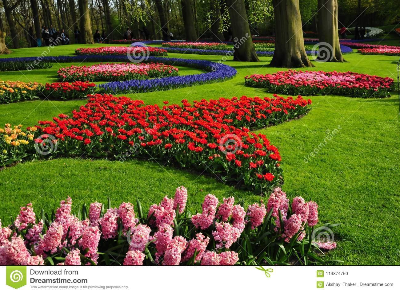 keukenhof garden. the worlds largest flower gardens, situated in