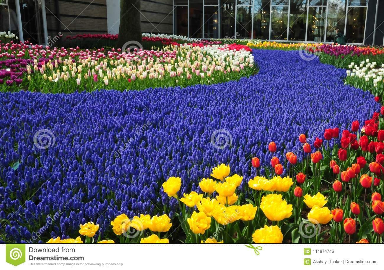 violet path in keukenhof garden. the world`s largest flower gardens