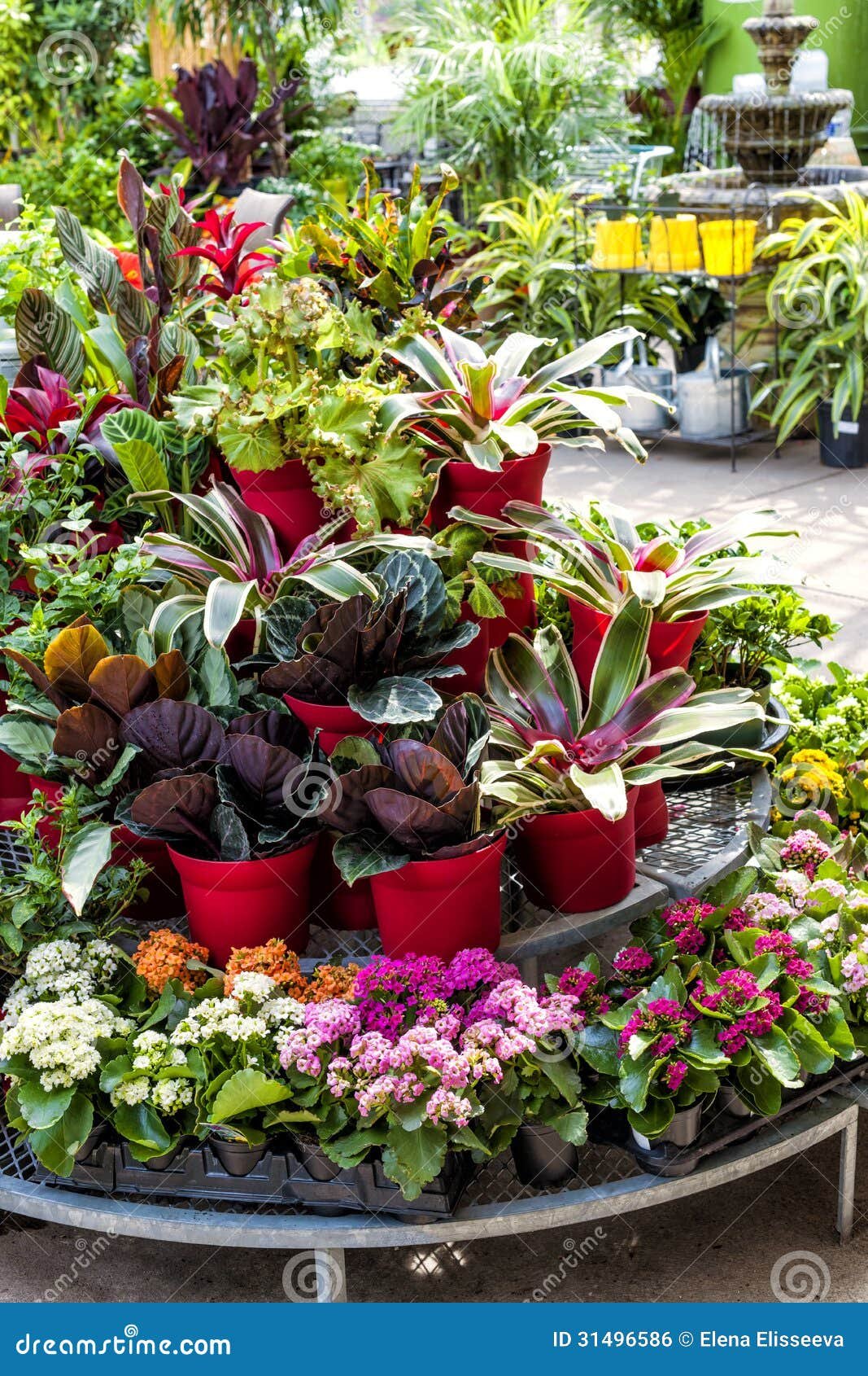 plants for sale in nursery stock photo. image of assorted - 31496586