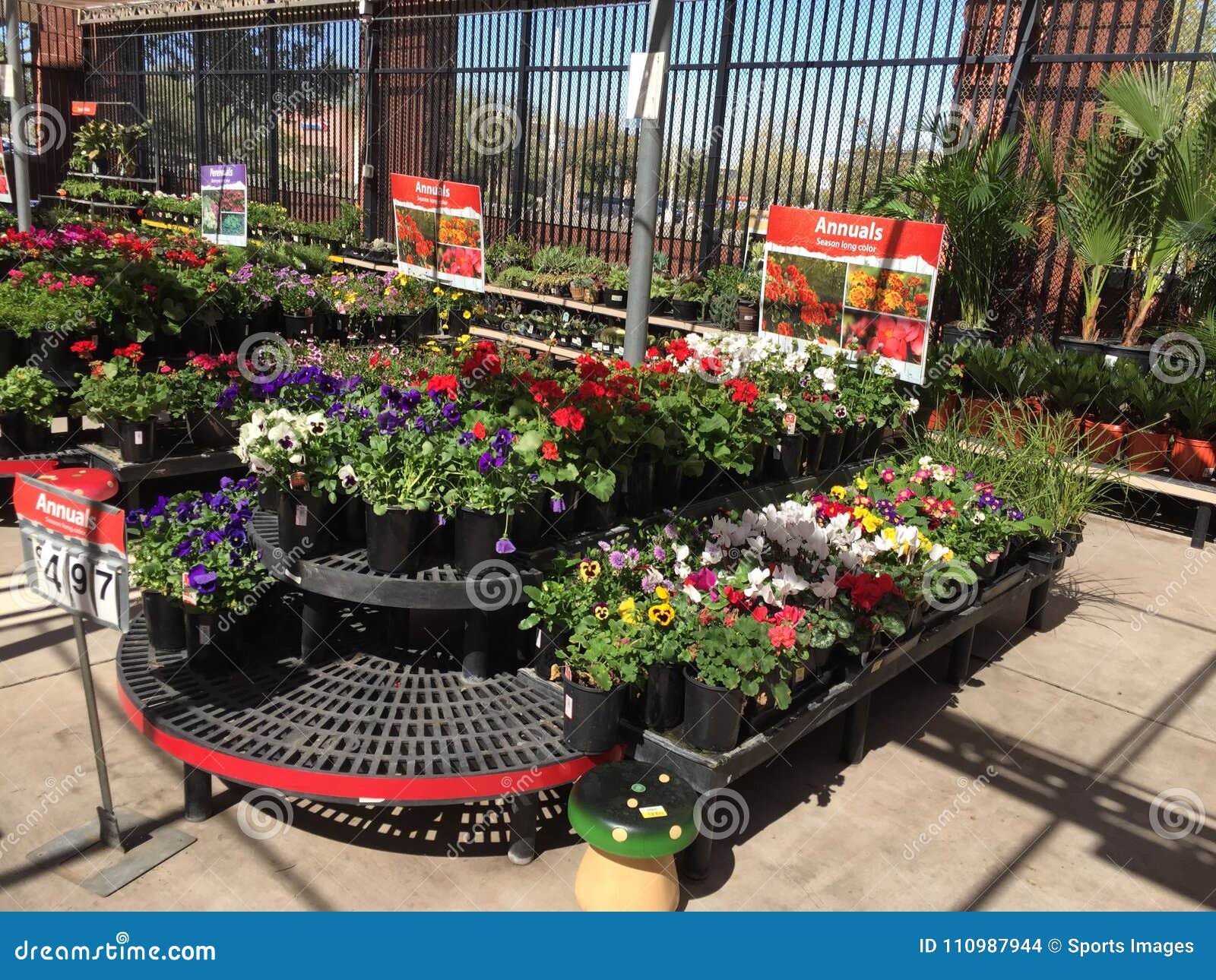 plants for sale in nursery editorial stock image. image of sale