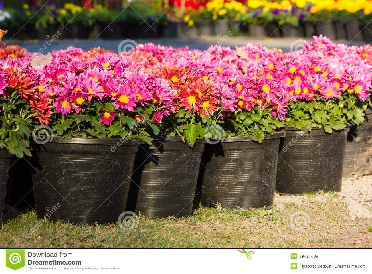 potted flower stock image. image of jardiniere, pink - 39421409