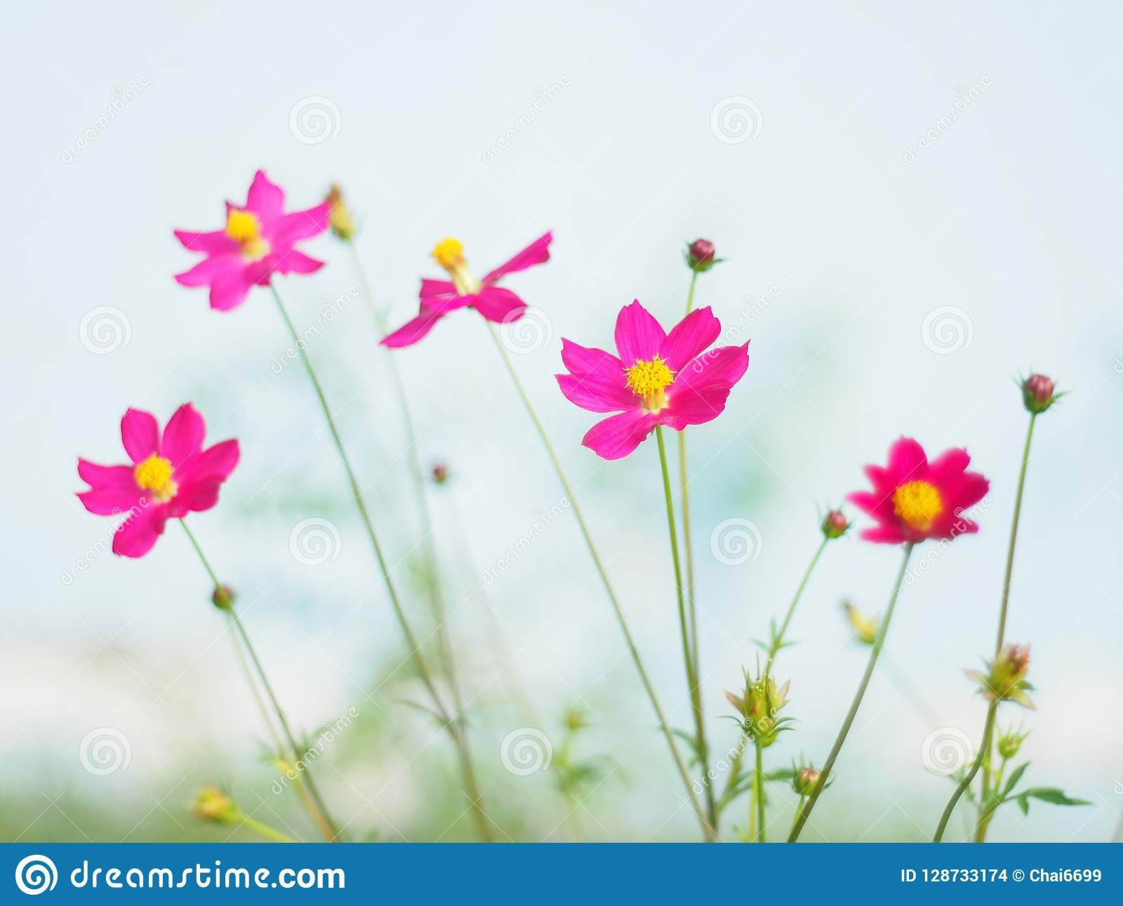 red mexican aster or cosmos flower with the scientific name: cosmos