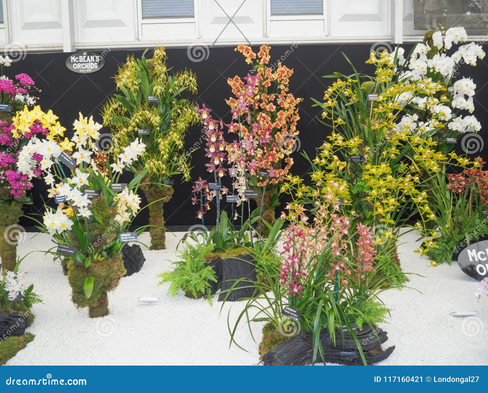 rhs chelsea flower show 2017. variegated orchids display. editorial