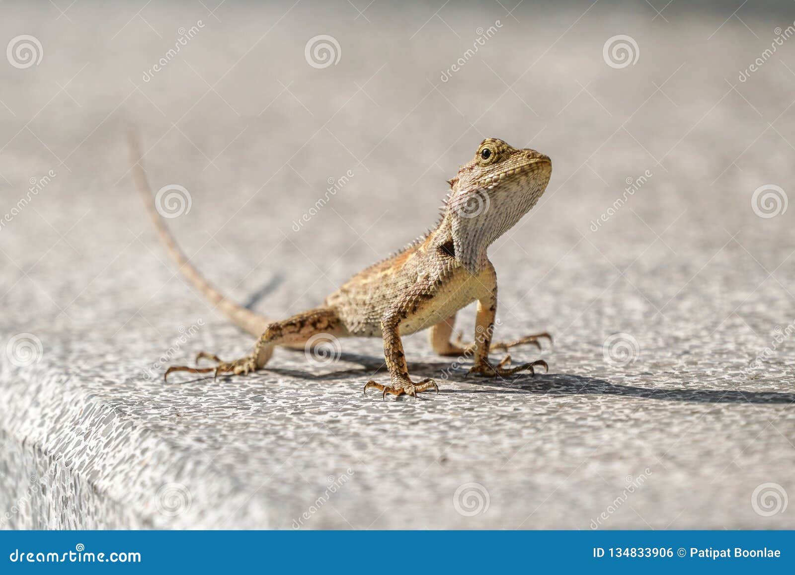 small baby oriental garden lizard on the floor stock photo