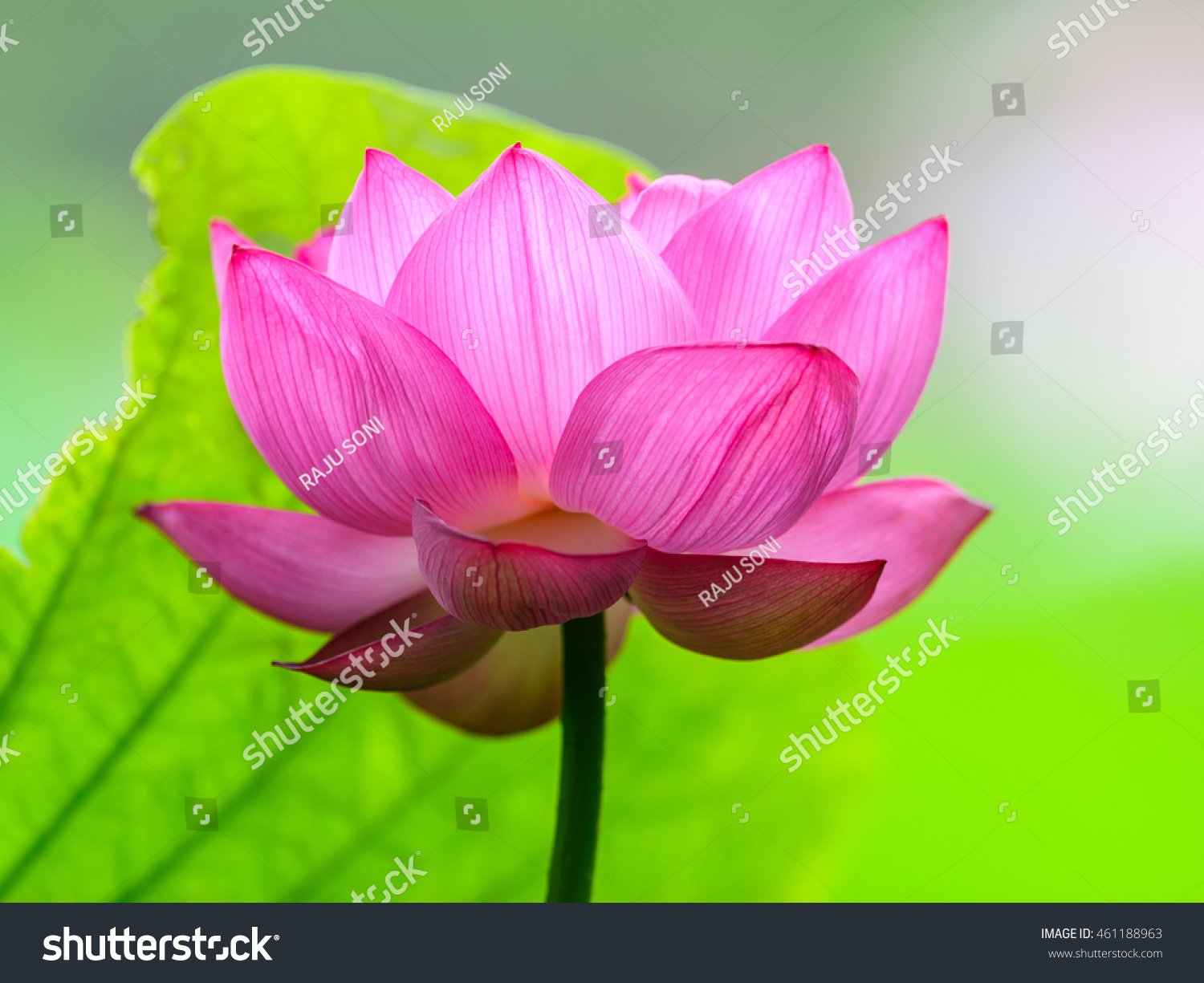 lotus flower nelumbo nucifera indian lotus stock photo (edit now