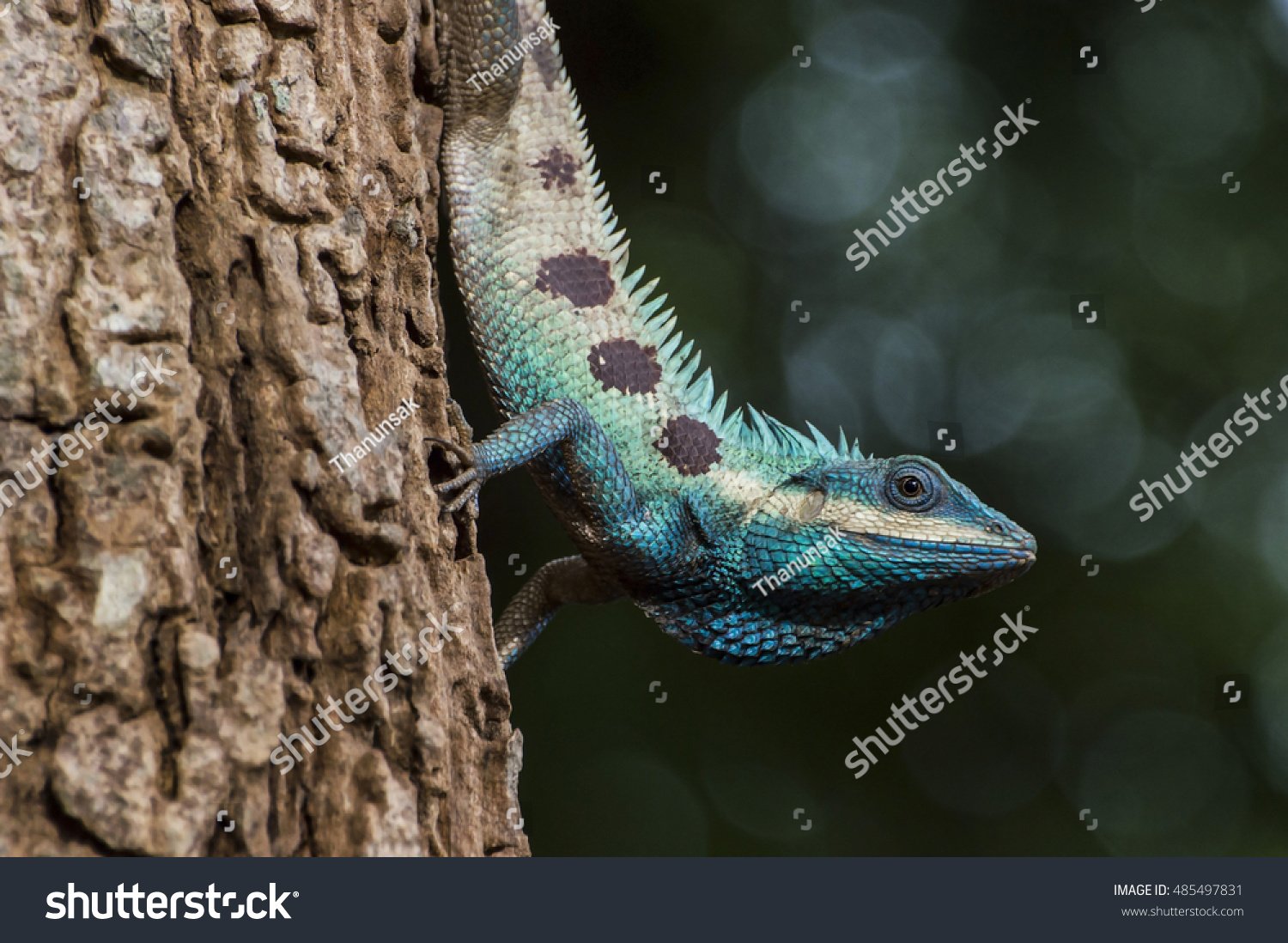 oriental garden lizard pet backyard | the arts, animals