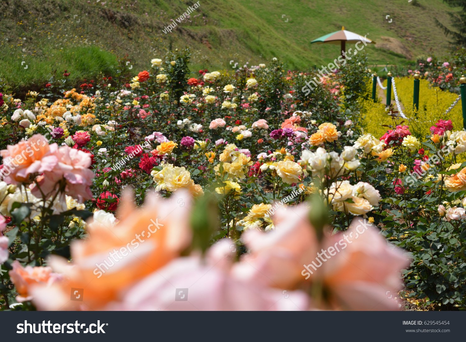 rose garden ooty colorful rosessouth india stock photo (edit now