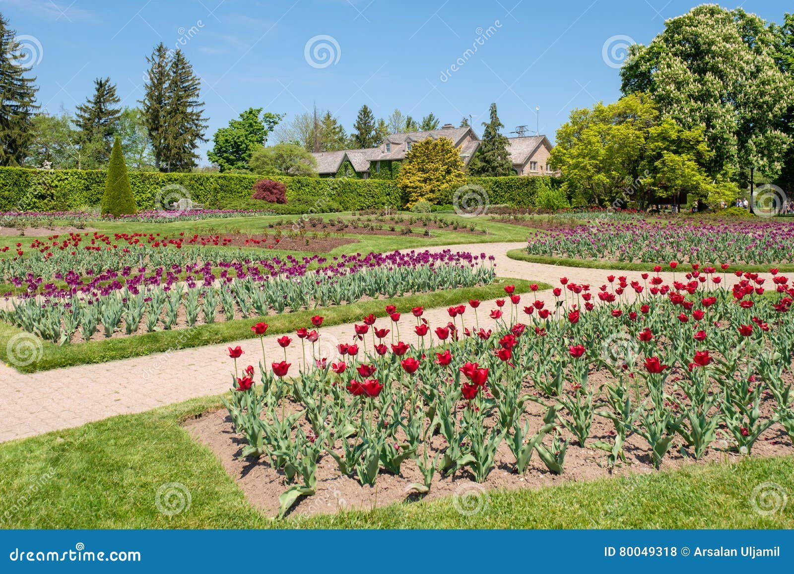 tulip garden stock photo. image of large, full, park - 80049318