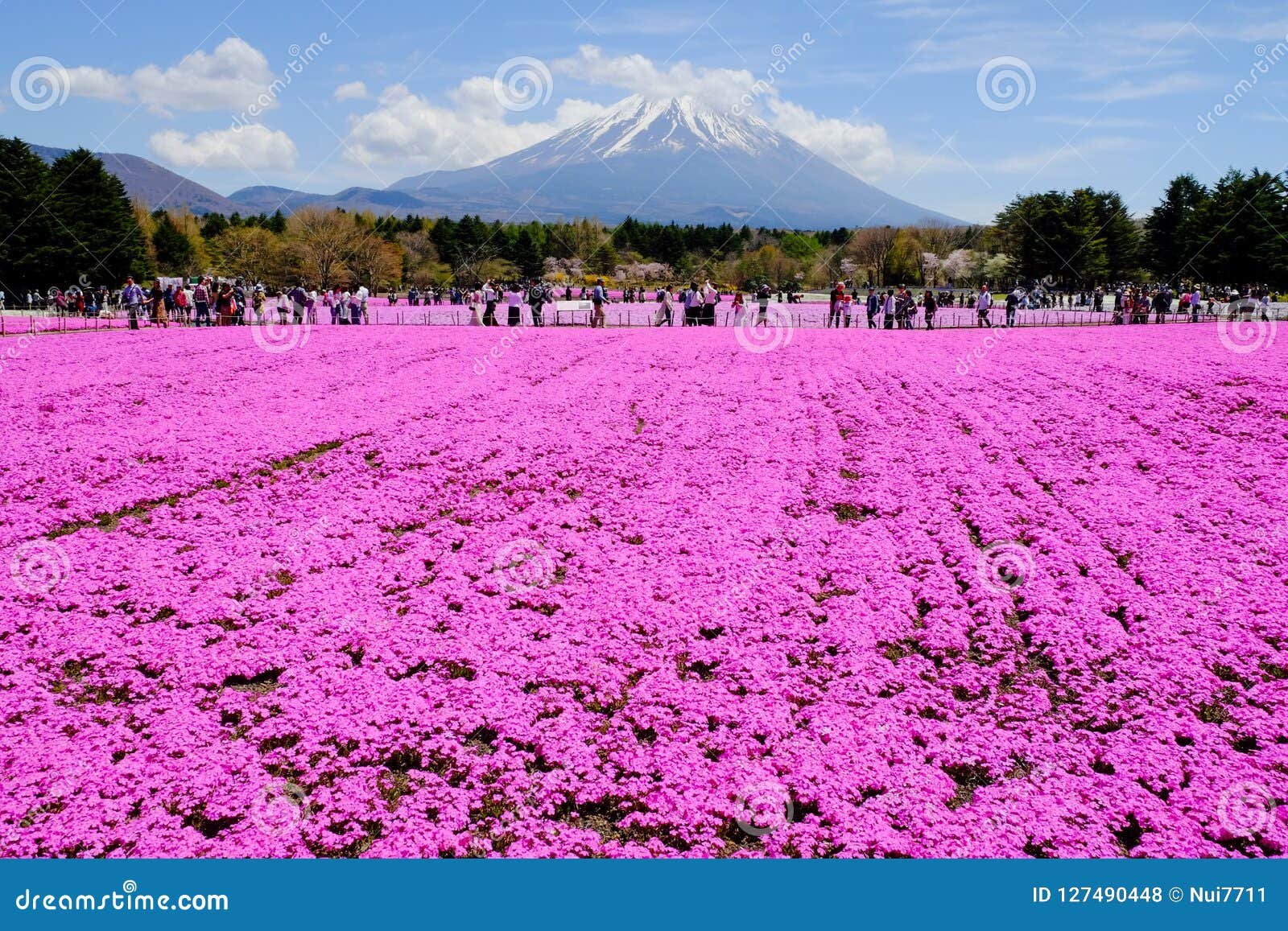 visitors enjoy flower garden in fuji shibazakura festival, yamanashi