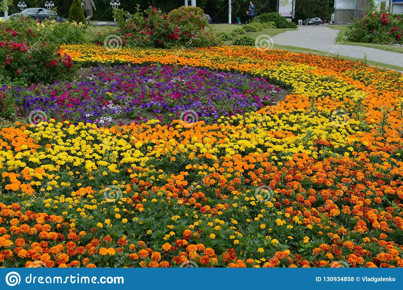 city flower garden with bright summer flowers on vitebsk street