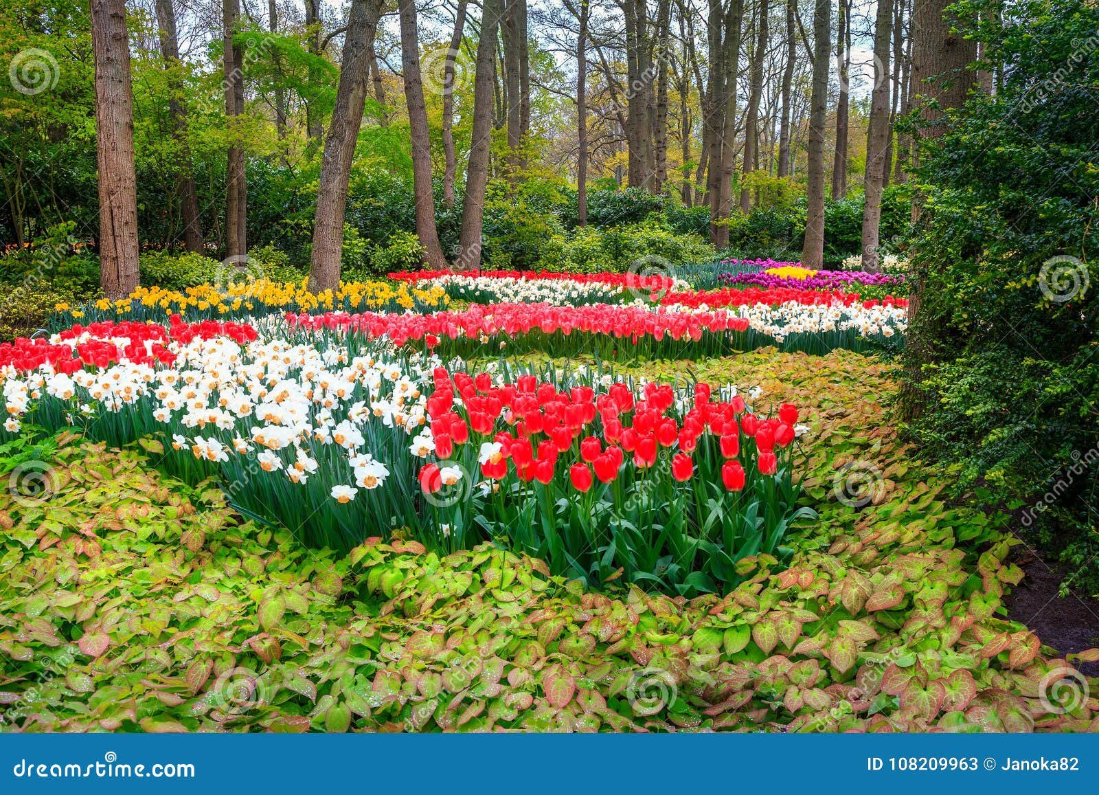 fresh blooming tulips in spring flower garden, keukenhof park