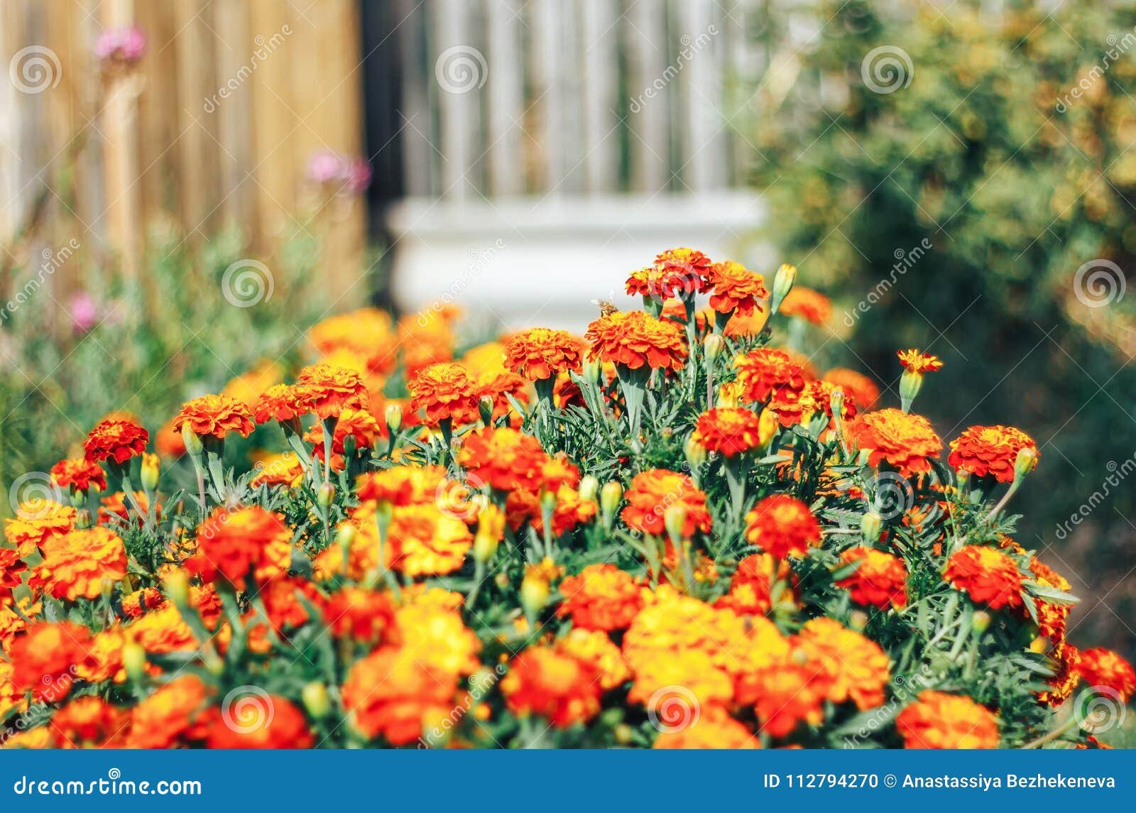 yellow and orange marigold flowers in the garden in the fall stock